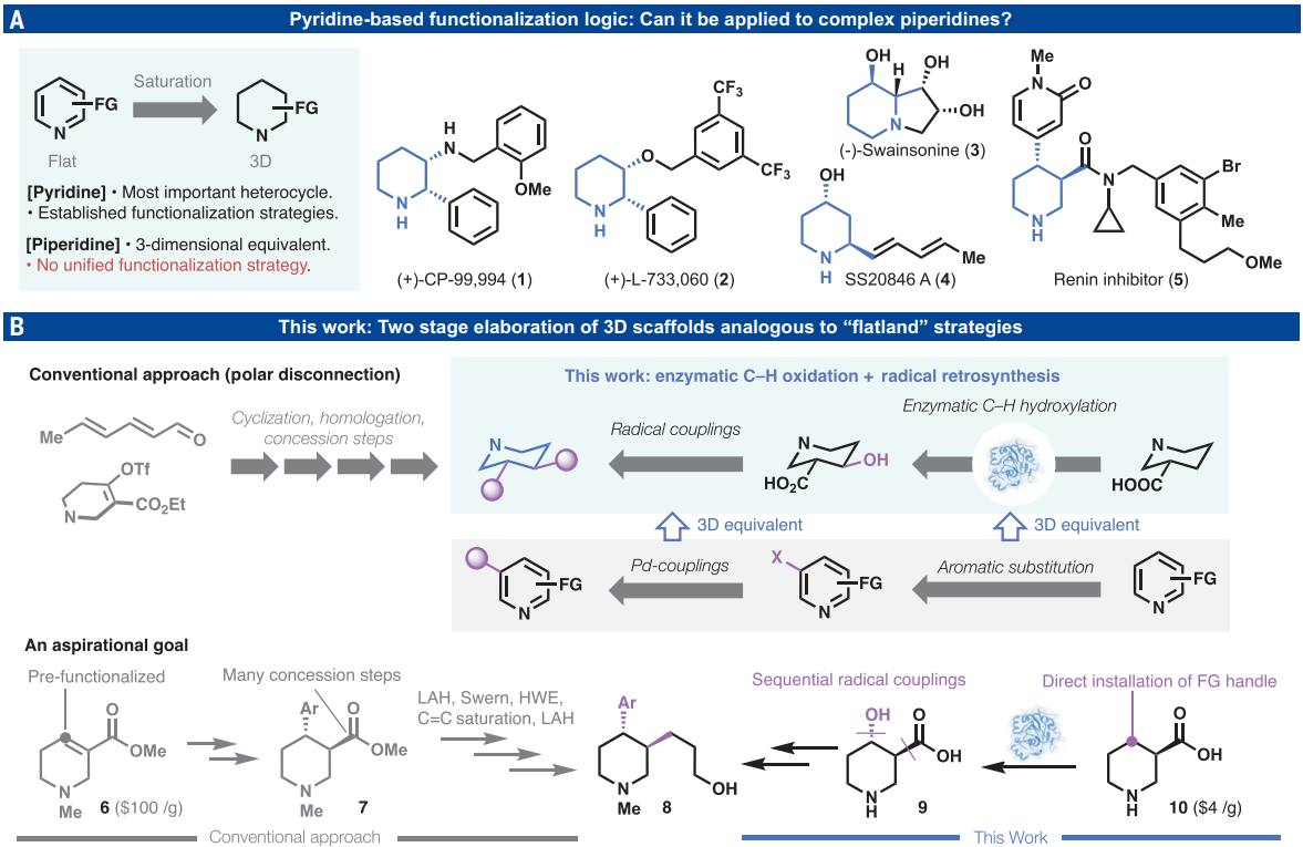 Baran團隊最新Science長文：當生物催化C-H氧化遇上自由基交叉偶聯，哌啶合成更簡潔